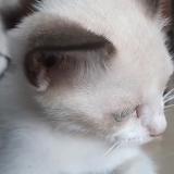 Photo de chat perdu à Plaisance De Touche