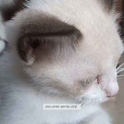 Photo 1/1 Duchesse Chat perdu à Plaisance de touche