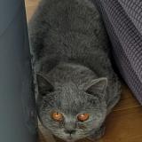 Photo de chat trouvé à Chaville