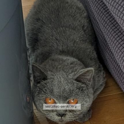 Photo 1/1 Chat trouvé Trouvé à Chaville