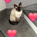 Photo de chat perdu à Alteckendorf