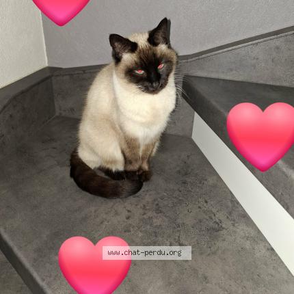 Photo 1/1 Noisette Chat perdu à Alteckendorf