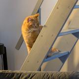 Photo de chat trouvé à Dammarie Les Lys