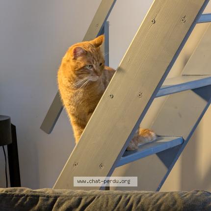 Photo 1/1 Chat trouvé Trouvé à Dammarie les lys