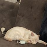 Photo de chat perdu à Perne Les Fontaines