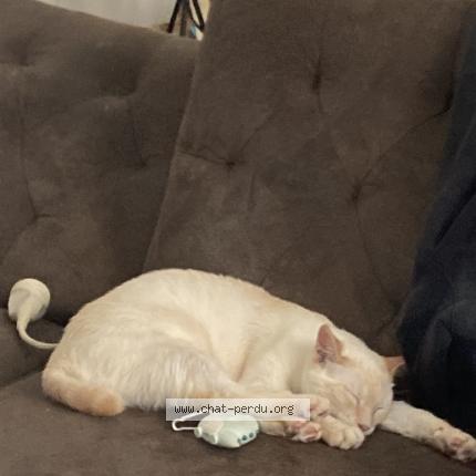 Photo 1/1 Mamaw Chat perdu à Perne les fontaines