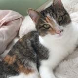 Photo de chat perdu à Breze