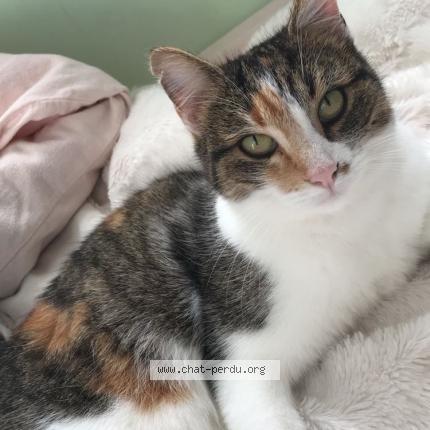 Photo 1/1 Jasmine Chat perdu à Breze