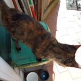 Photo de chat trouvé à St Jean D Alcapies