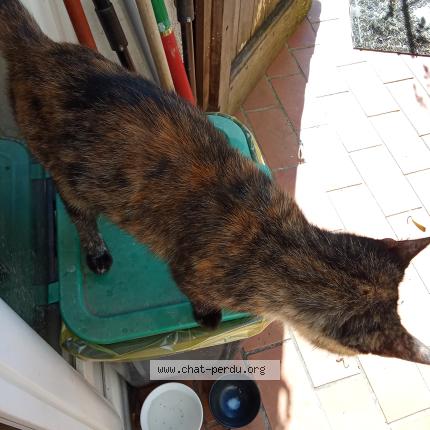 Photo 1/1 Chat trouvé Trouvé à St jean d alcapies