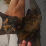 Photo de chat perdu à Bolbec