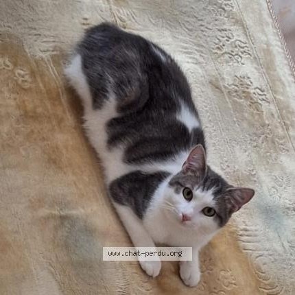 Photo 1/1 Chat retrouvé Perdu à Souvret