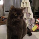 Photo de chat perdu à Saint Sauveur