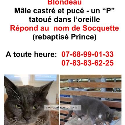 Photo 1/1 SOCQUETTE rebaptisé Prince Chat perdu à Marcq en baroeul