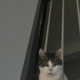 Photo de chat perdu à Nancy