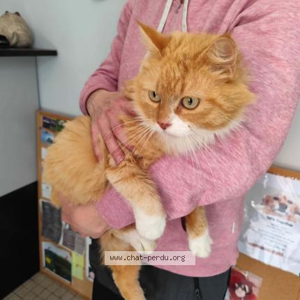 Photo 1/1 Chat trouvé Trouvé à Cayrac