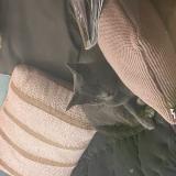 Photo de chat trouvé à Bordeaux