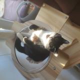 Photo de chat perdu à Talence