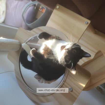 Photo 1/1 Chaussette Chat perdu à Talence