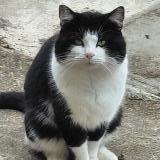 Photo de chat trouvé à Saint Desir