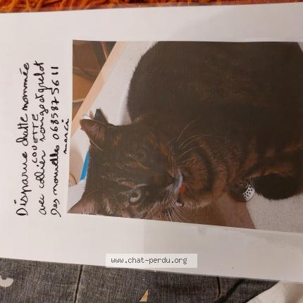 Photo 1/1 couette Chat perdu à Amberieu en bugey