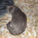 Photo de chat perdu à Donzere