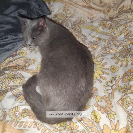 Photo 1/1 Rebel Chat perdu à Donzere