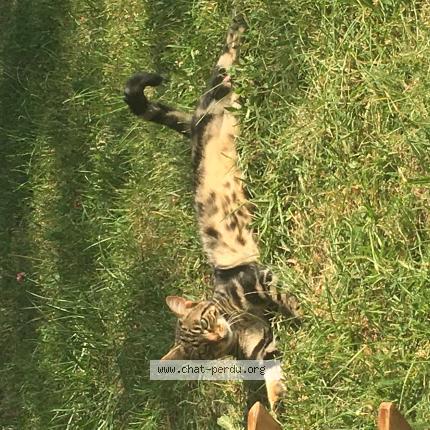 Photo 1/1 Sparrow Chat perdu à Neuilly sur marne