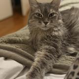 Photo de chat perdu à Grenoble