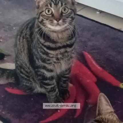 Photo 1/1 Ulysse surnom bouboule Chat perdu à Armbrouts cappel