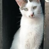 Photo de chat perdu à Uchizy