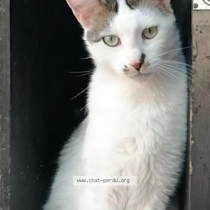 Photo 1/1 Tichat Chat perdu à Uchizy