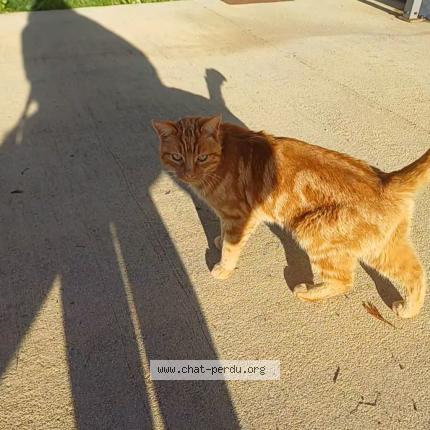 Photo 1/1 Chat retrouvé Trouvé à Charlieu
