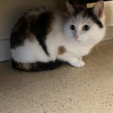 Photo de chat perdu à Restigne