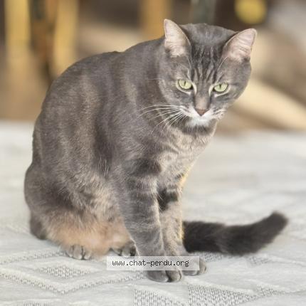Photo 1/1 Chat retrouvé Perdu à Montreuil
