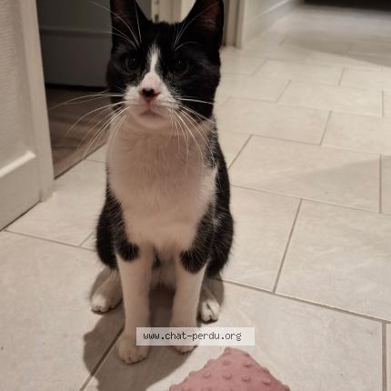 Photo 1/1 Chat trouvé Trouvé à Ifs