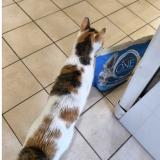 Photo de chat perdu à Bondoufle