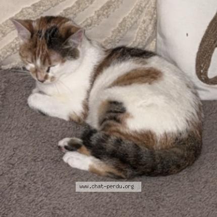 Photo 2/2 Nala Chat perdu à Bondoufle