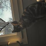 Photo de chat perdu à Corcieux