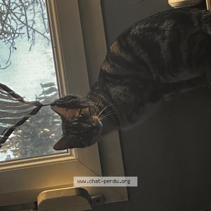 Photo 1/1 Shadow Chat perdu à Corcieux