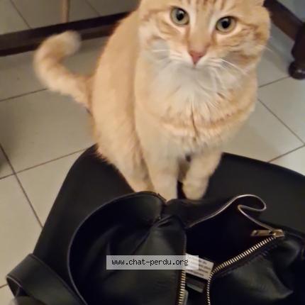 Photo 1/1 Chat trouvé Trouvé à Saint leger