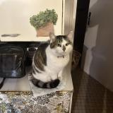 Photo de chat perdu à Fresnay En Retz