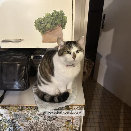 Photo 1/1 Minette Chat perdu à Fresnay en retz