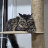 Photo de chat perdu à San Juan