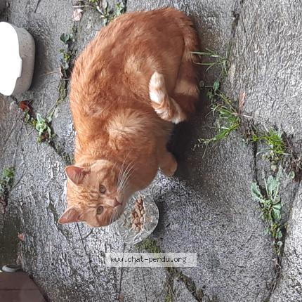 Photo 1/1 Chat trouvé Trouvé à Josselin