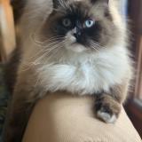 Photo de chat perdu à L Ile Bouchard