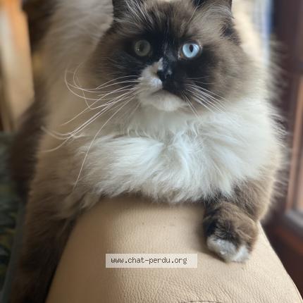 Photo 1/1 Orphy Chat perdu à L ile bouchard