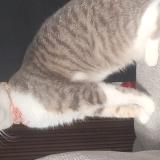 Photo de chat perdu à Barneville Carteret