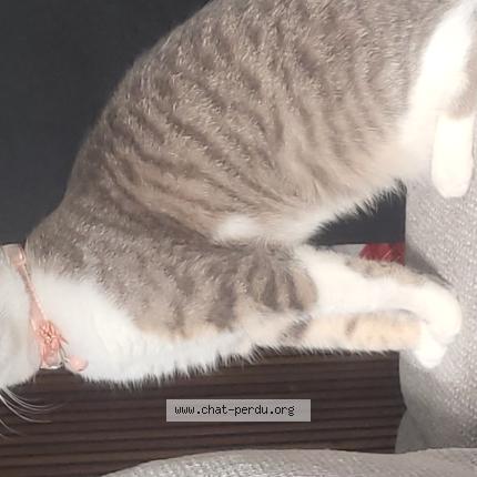 Photo 1/1 Cruz Chat perdu à Barneville carteret