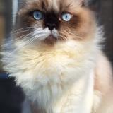 Photo de chat perdu à Villepinte